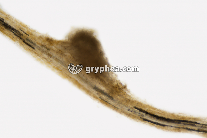 Nodosité entière de Trèfle x25b - gryphea.com